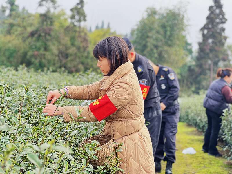 助农采茶 (2).JPG