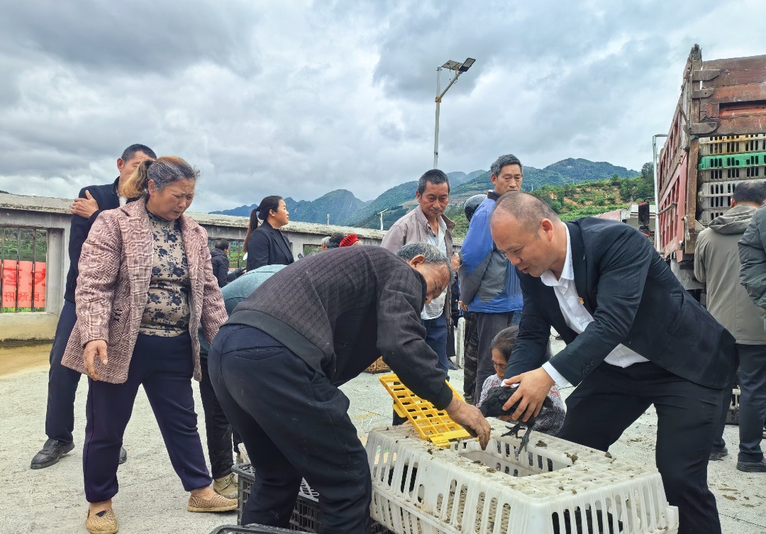 5.驻村第一书记陈利为村民发鸡苗.jpg